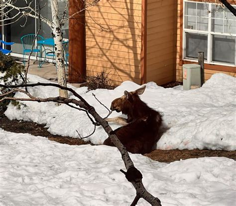Menacing moose moves into courtyard at Steamboat Springs apartment complex, causing concern for some residents